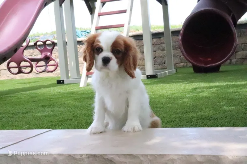 Valintine – Cavalier King Charles Spaniel puppy for sale in Charm, OH