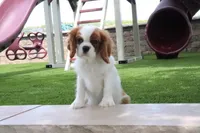 Valintine, a male Cavalier King Charles Spaniel for sale in Charm, OH – 1 of 7