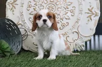 Valintine, a male Cavalier King Charles Spaniel for sale in Charm, OH – Photo 2 of 5