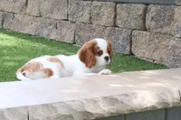 Valintine, a male Cavalier King Charles Spaniel for sale in Charm, OH – 3 of 7