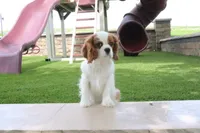 Valintine, a male Cavalier King Charles Spaniel for sale in Charm, OH – 5 of 7