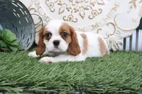 Valintine, a male Cavalier King Charles Spaniel for sale in Charm, OH – Photo 3 of 5