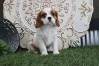 Valintine, a male Cavalier King Charles Spaniel for sale in Charm, OH – Photo 1 of 5