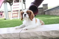 Valintine, a male Cavalier King Charles Spaniel for sale in Charm, OH – 7 of 7