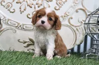 Roscoe, a male Cavalier King Charles Spaniel for sale in Charm, OH – 3 of 4