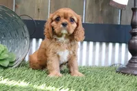 Emma, a male Cavalier King Charles Spaniel for sale in Charm, OH – 3 of 4