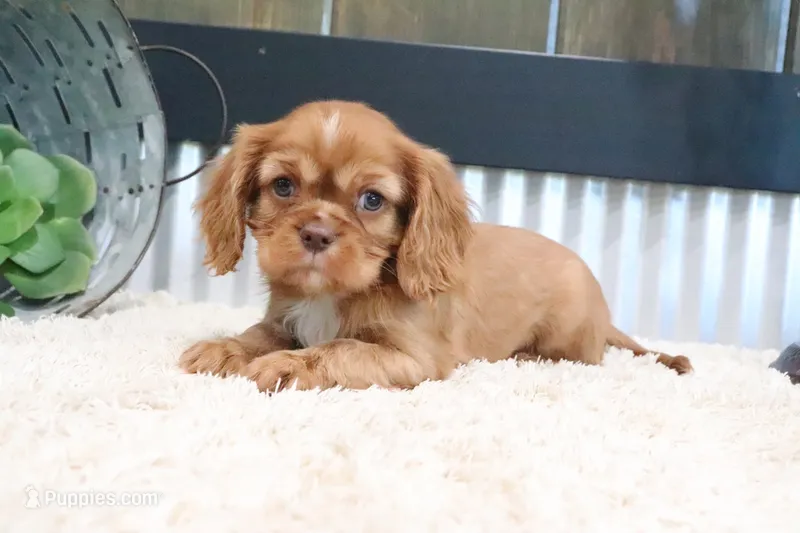 Douglas – Cavalier King Charles Spaniel puppy for sale in Charm, OH