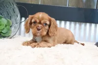 Douglas, a male Cavalier King Charles Spaniel for sale in Charm, OH – 1 of 6