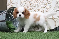 Boone, a male Cavalier King Charles Spaniel for sale in Charm, OH – 3 of 5