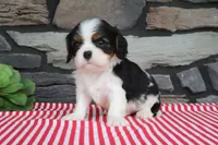 Earl, a male Cavalier King Charles Spaniel for sale in Charm, OH – 3 of 4