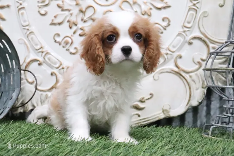 Bart – Cavalier King Charles Spaniel puppy for sale in Charm, OH