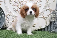 Bart, a male Cavalier King Charles Spaniel for sale in Charm, OH – 1 of 5