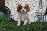 Romeo, a male Cavalier King Charles Spaniel for sale in Charm, OH – 3 of 5