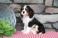 Gracie, a female Cavalier King Charles Spaniel for sale in Charm, OH – 2 of 5
