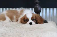 Bart, a male Cavalier King Charles Spaniel for sale in Charm, OH – 8 of 10