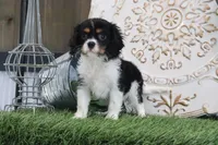Kyra, a female Cavalier King Charles Spaniel for sale in Charm, OH – 7 of 7