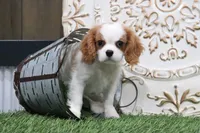 Boone, a male Cavalier King Charles Spaniel for sale in Charm, OH – 5 of 5