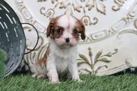 Roxy, a male Cavalier King Charles Spaniel for sale in Charm, OH – 5 of 6