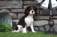 Darcy, a female Cavalier King Charles Spaniel for sale in Charm, OH – 3 of 6