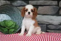 Polo, a male Cavalier King Charles Spaniel for sale in Charm, OH – 4 of 6