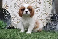Bart, a male Cavalier King Charles Spaniel for sale in Charm, OH – 4 of 5