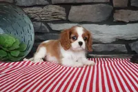 Princess, a female Cavalier King Charles Spaniel for sale in Charm, OH – 2 of 5