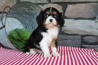 Rocky, a male Cavalier King Charles Spaniel for sale in Charm, OH – 4 of 4