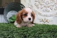 Romeo, a male Cavalier King Charles Spaniel for sale in Charm, OH – 5 of 5