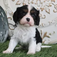 Jethro, a male Cavalier King Charles Spaniel for sale in Charm, OH – Photo 2 of 4