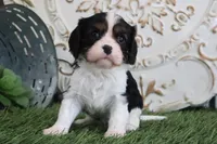 Jethro, a male Cavalier King Charles Spaniel for sale in Charm, OH – Photo 2 of 4