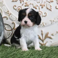 Jethro, a male Cavalier King Charles Spaniel for sale in Charm, OH – Photo 4 of 4