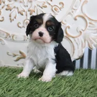 Jethro, a male Cavalier King Charles Spaniel for sale in Charm, OH – Photo 1 of 4