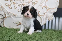 Jethro, a male Cavalier King Charles Spaniel for sale in Charm, OH – Photo 1 of 4