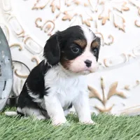 Jethro, a male Cavalier King Charles Spaniel for sale in Charm, OH – Photo 3 of 4