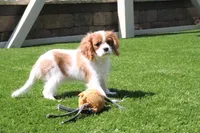 Alice, a female Cavalier King Charles Spaniel for sale in Charm, OH – 5 of 5