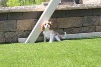 Alice, a female Cavalier King Charles Spaniel for sale in Charm, OH – 3 of 5