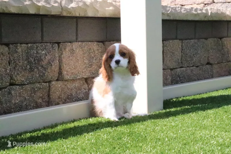 Alice – Cavalier King Charles Spaniel puppy for sale in Charm, OH
