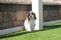 Alice, a female Cavalier King Charles Spaniel for sale in Charm, OH – 1 of 5