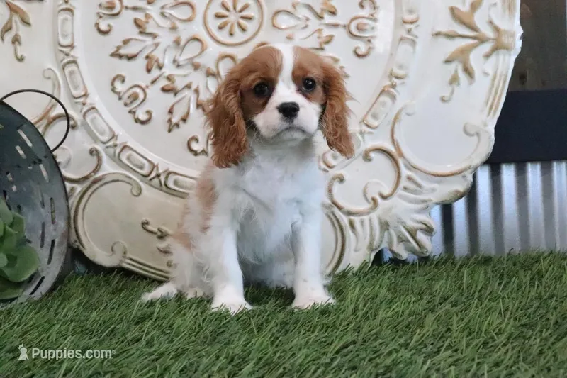 Alice – Cavalier King Charles Spaniel puppy for sale in Charm, OH