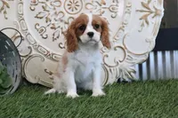 Alice, a female Cavalier King Charles Spaniel for sale in Charm, OH – Photo 1 of 4