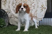 Alice, a female Cavalier King Charles Spaniel for sale in Charm, OH – Photo 2 of 4