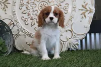 Alice, a female Cavalier King Charles Spaniel for sale in Charm, OH – Photo 4 of 4
