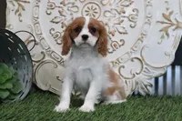 Alice, a female Cavalier King Charles Spaniel for sale in Charm, OH – Photo 3 of 4