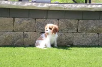 Alice, a female Cavalier King Charles Spaniel for sale in Charm, OH – 2 of 5