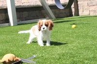Alice, a female Cavalier King Charles Spaniel for sale in Charm, OH – 4 of 5