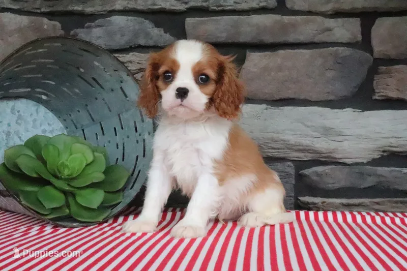 Pebbles – Cavalier King Charles Spaniel puppy for sale in Charm, OH