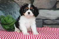 Joey, a female Cavalier King Charles Spaniel for sale in Charm, OH – 2 of 5