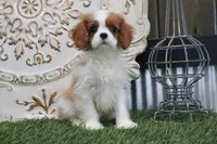 Tanner, a male Cavalier King Charles Spaniel for sale in Charm, OH – 2 of 5
