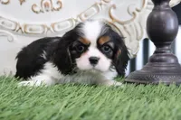 Edison, a male Cavalier King Charles Spaniel for sale in Charm, OH – 2 of 4