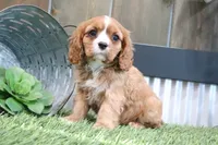 Edison, a male Cavalier King Charles Spaniel for sale in Charm, OH – 2 of 4